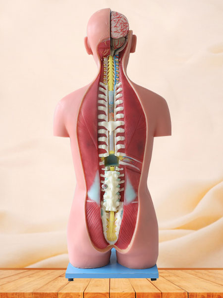 85cm Human Trunk Soft Silicone Anatomy Model