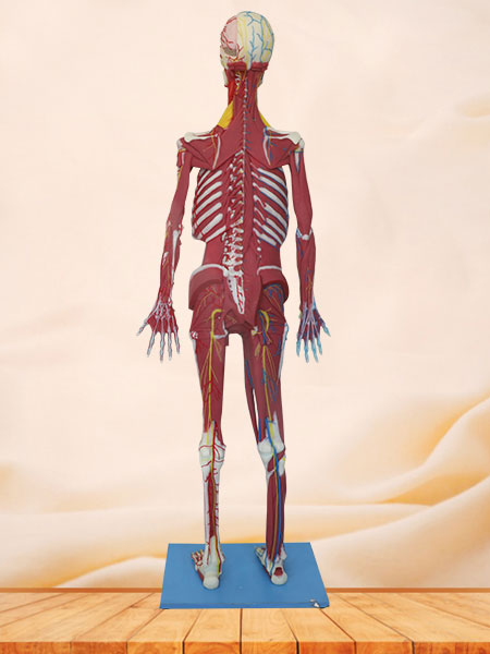 Deep Muscles, Vascular and Nerves of Whole Body Soft Silicone Anatomy Model