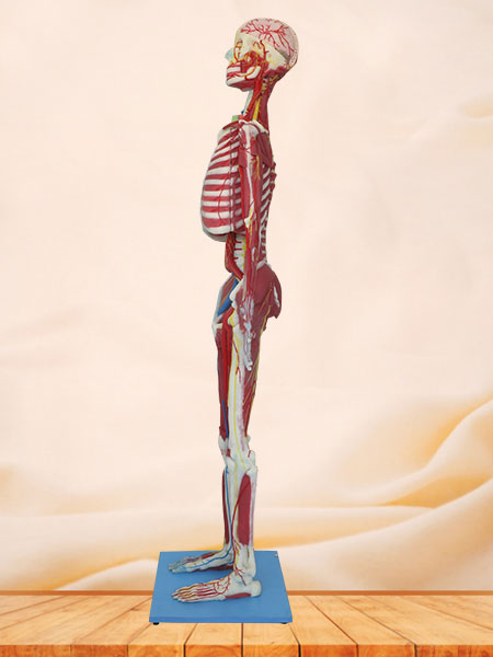 Deep Muscles, Vascular and Nerves of Whole Body Soft Silicone Anatomy Model