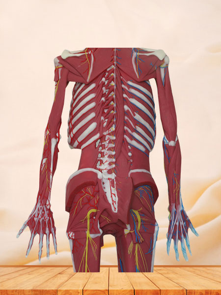 Deep Muscles, Vascular and Nerves of Whole Body Soft Silicone Anatomy Model