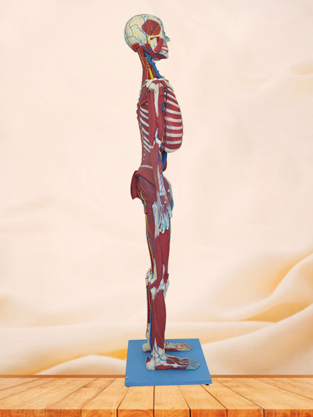 Deep Muscles, Vascular and Nerves of Whole Body Soft Silicone Anatomy Model