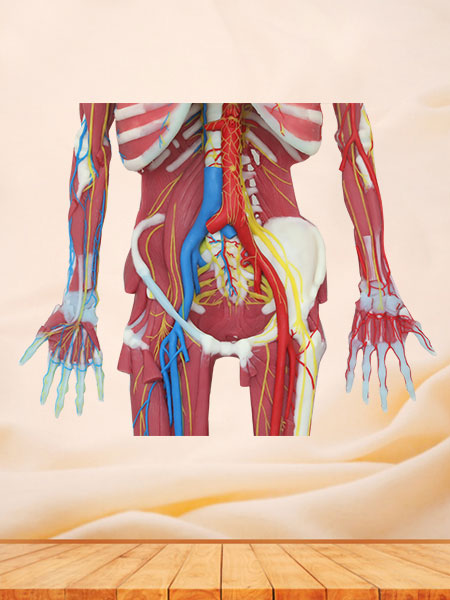 Deep Muscles, Vascular and Nerves of Whole Body Soft Silicone Anatomy Model