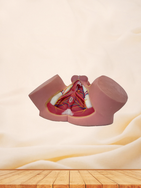 Male Perineum Anatomy Model