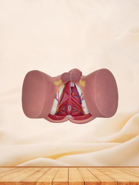 Male Perineum Anatomy Model