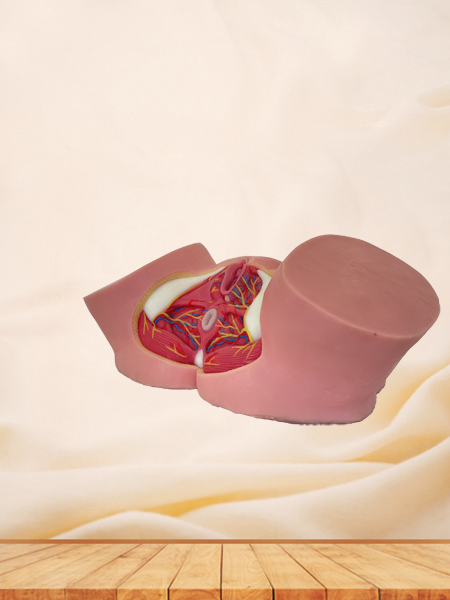 Female Perineum Soft Silicone Anatomy Model