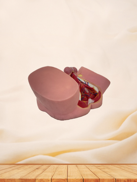 Male Perineum Anatomy Model