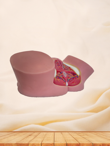 Female Perineum Soft Silicone Anatomy Model