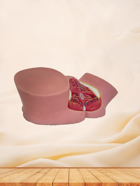 Female Perineum Soft Silicone Anatomy Model