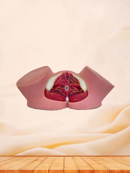 Female Perineum Soft Silicone Anatomy Model