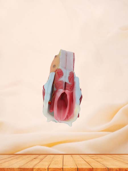 Larynx Soft Silicone Anatomy Model