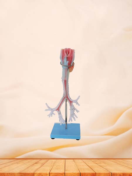 Larynx, Trachea, Bronchi Soft Silicone Anatomy Model