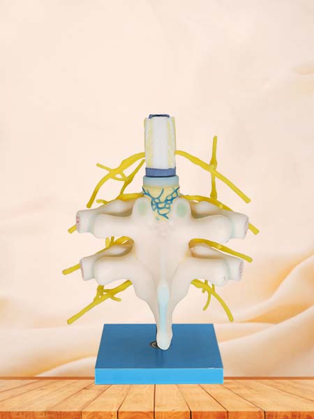 Sympathetic Trunk Silicone Model