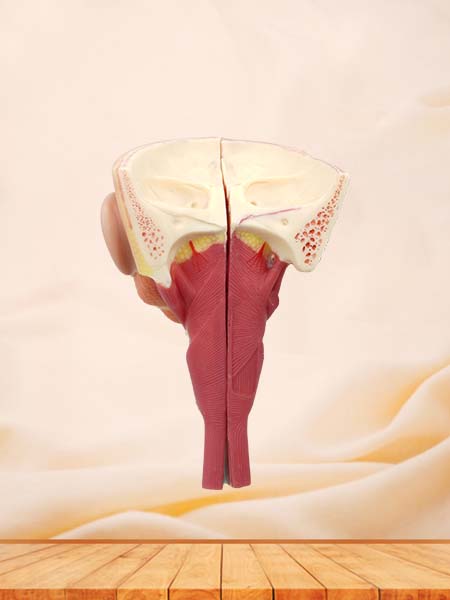 Nose, Throat and Trachea Anatomy Model