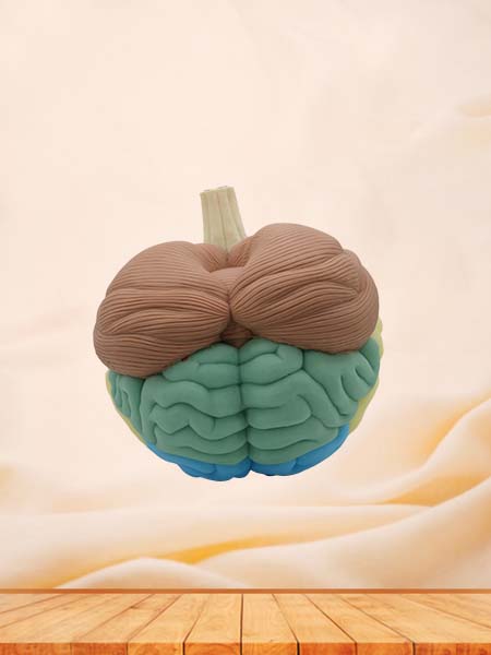 Brain Anatomy Model