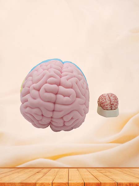 Brain Anatomy Model