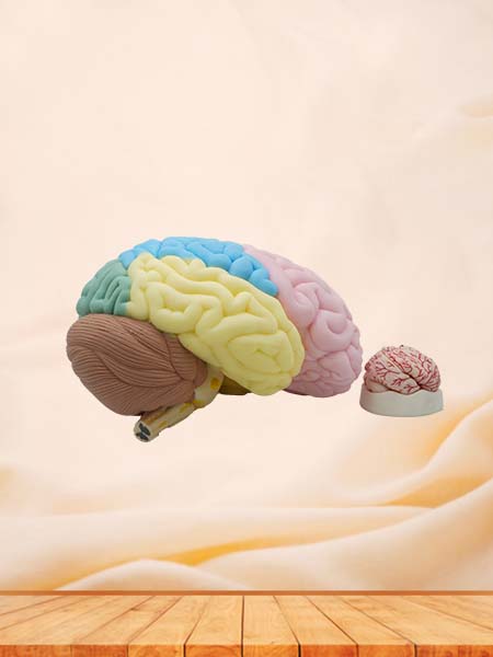 Brain Anatomy Model