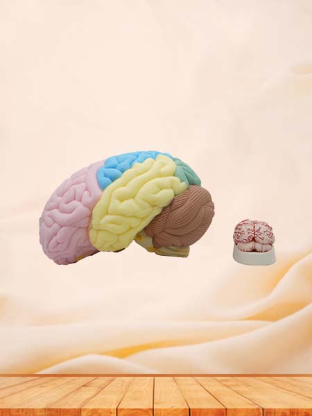 Brain Anatomy Model