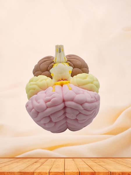 Brain Anatomy Model