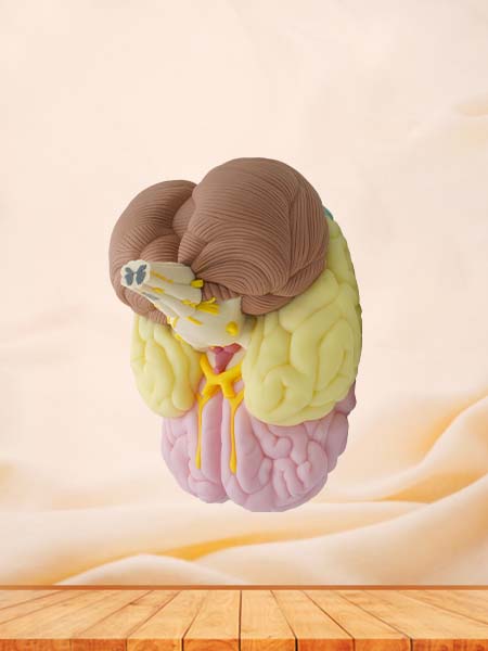 Brain Anatomy Model