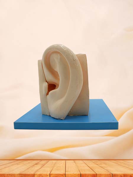 Anatomical Ear Model