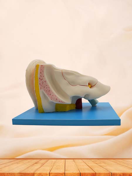 Anatomical Ear Model