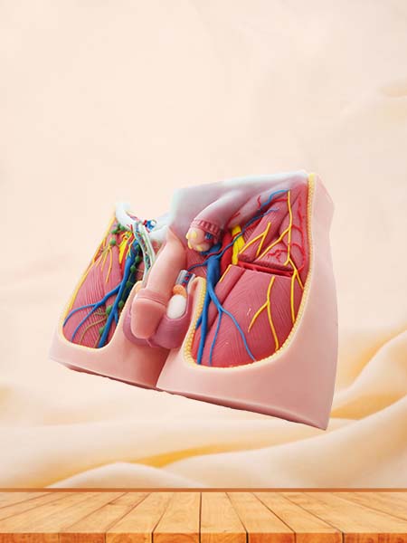 Groin Anatomical Model