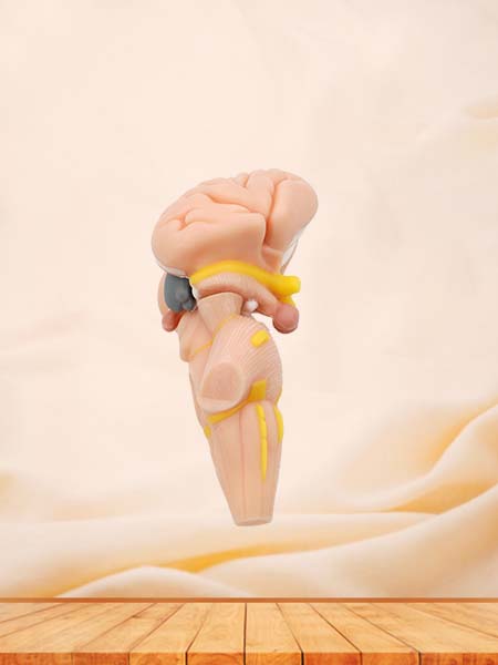 Soft Brainstem, Diencephalon, Thalamic Nucleus Model