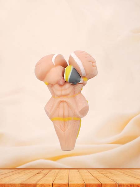 Soft Brainstem, Diencephalon, Thalamic Nucleus Model