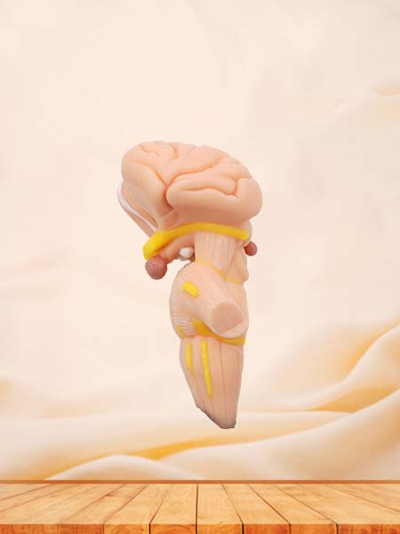 Soft Brainstem, Diencephalon, Thalamic Nucleus Model