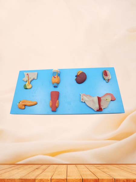 Soft Endocrine Organ Anatomy Model