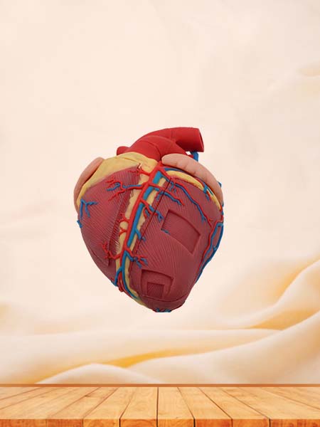 Soft Cow Heart Anatomy Model