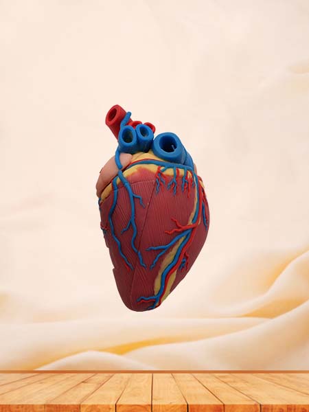 Soft Cow Heart Anatomy Model