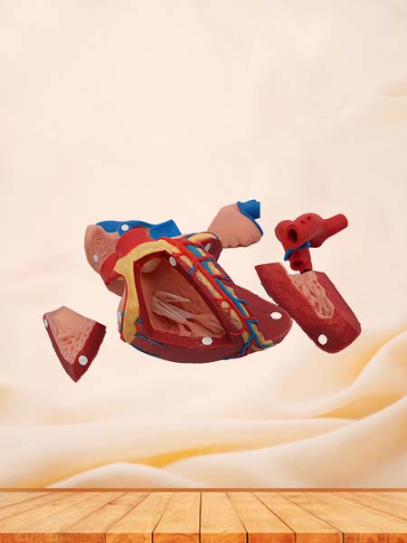 Soft Cow Heart Anatomy Model