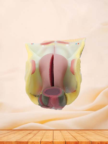 Soft Female Genitalia Model