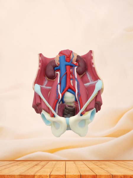 Soft Urinary System Anatomy Model