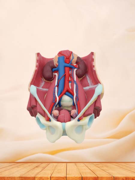 Soft Urinary System Anatomy Model