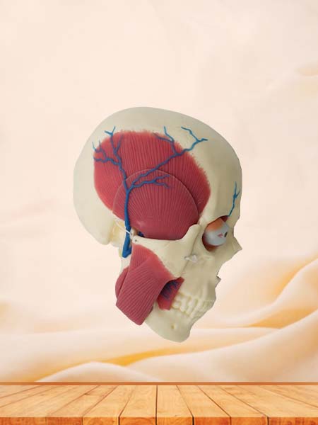 Soft Skull, Brain and Masseter Relationship Anatomy Model