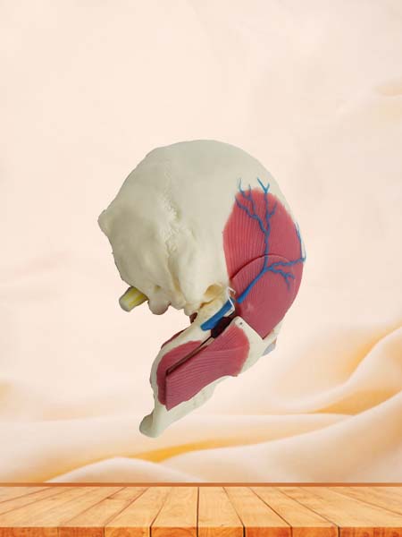 Soft Skull, Brain and Masseter Relationship Anatomy Model