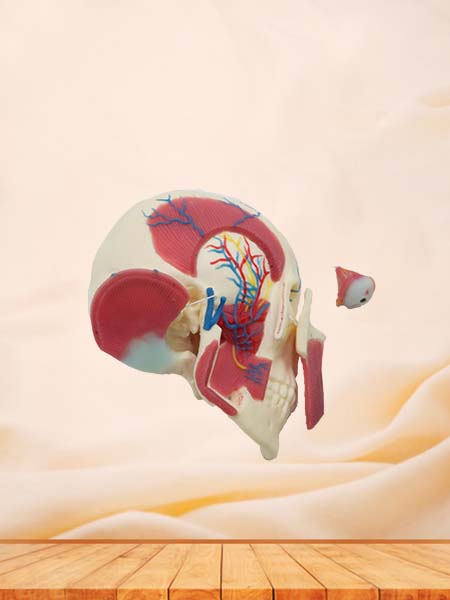 Soft Skull, Brain and Masseter Relationship Anatomy Model