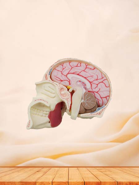 Soft Skull, Brain and Masseter Relationship Anatomy Model