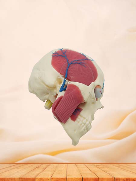 Soft Skull, Brain and Masseter Relationship Anatomy Model