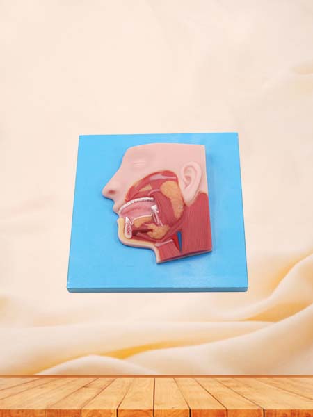 Soft Salivary Gland Anatomy Model