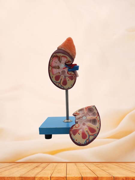 Soft Kidney Anatomy Model