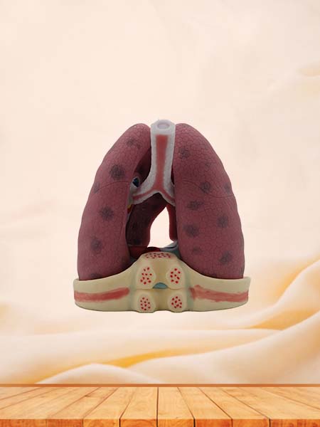 Soft Left and Right Lungs Anatomy Model