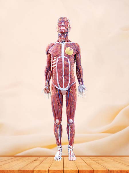 Soft Human Body Anatomy Model