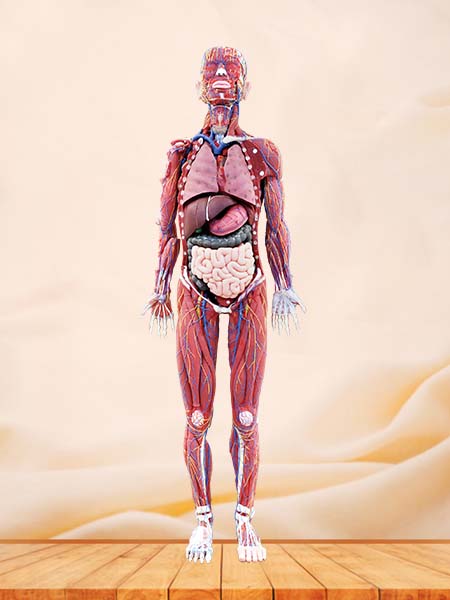 Soft Human Body Anatomy Model