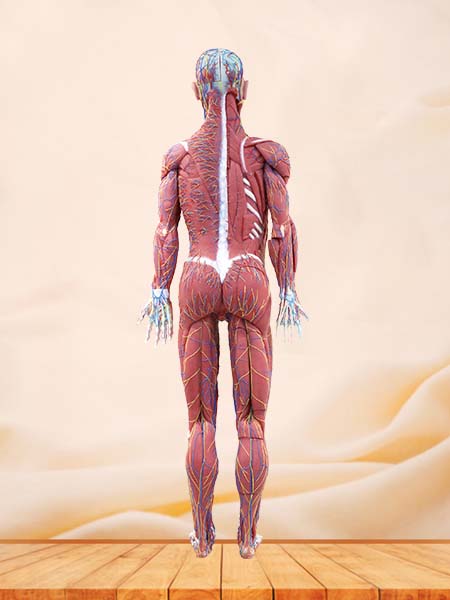 Soft Human Body Anatomy Model