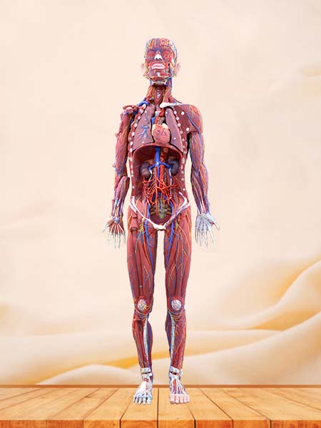 Soft Human Body Anatomy Model