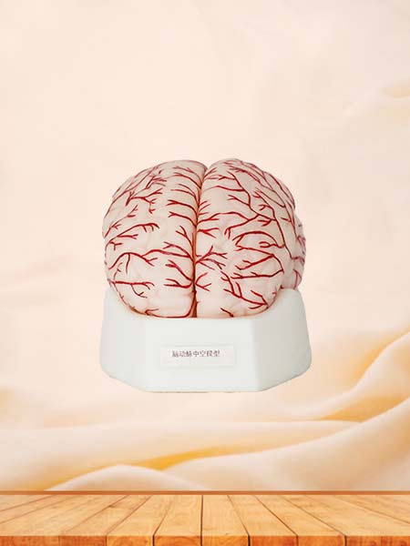 Soft Brain with Cerebral Arteries Anatomy Model