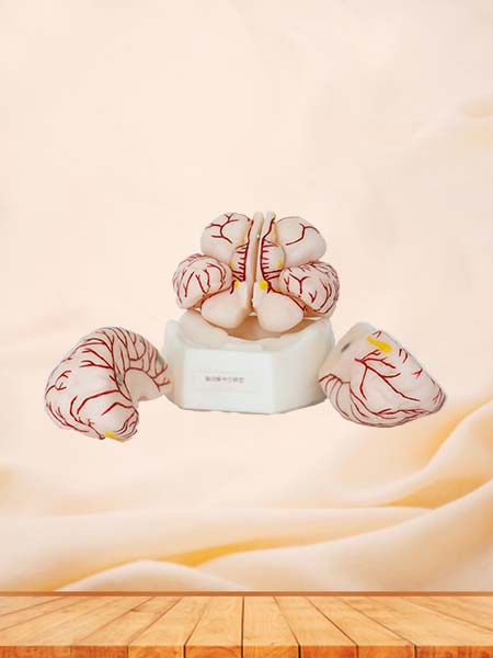 Soft Brain with Cerebral Arteries Anatomy Model